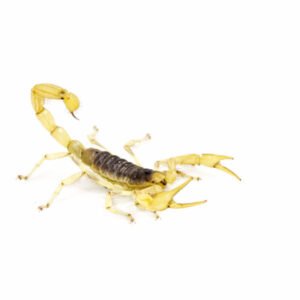 Desert Hairy Scorpion