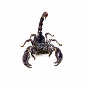 Asian Black Forest Scorpion