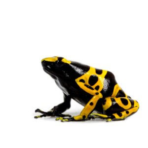 Frog Bumblebee Dart