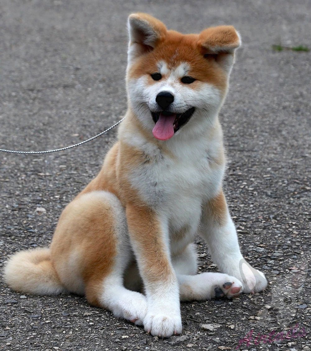 Japanese Akita