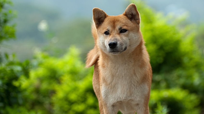 Japanese Akita - Image 3