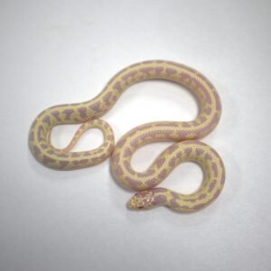 CB KINGSNAKE CALIFORNIA ALBINO BANANA