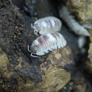 Armadillidium Espanyol Marbleized (10+)