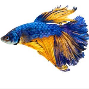 BLUE MUSTARD MALE BETTA