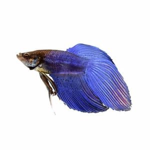 FISH MALE BETTA