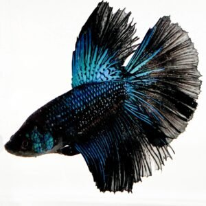BLACK ORCHID MALE BETTA