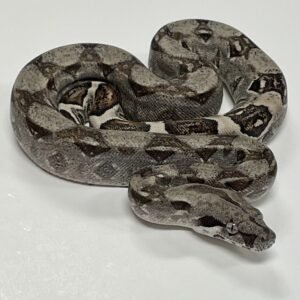 BOA