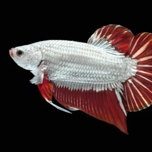 Betta Dragon Tail (Plaket)