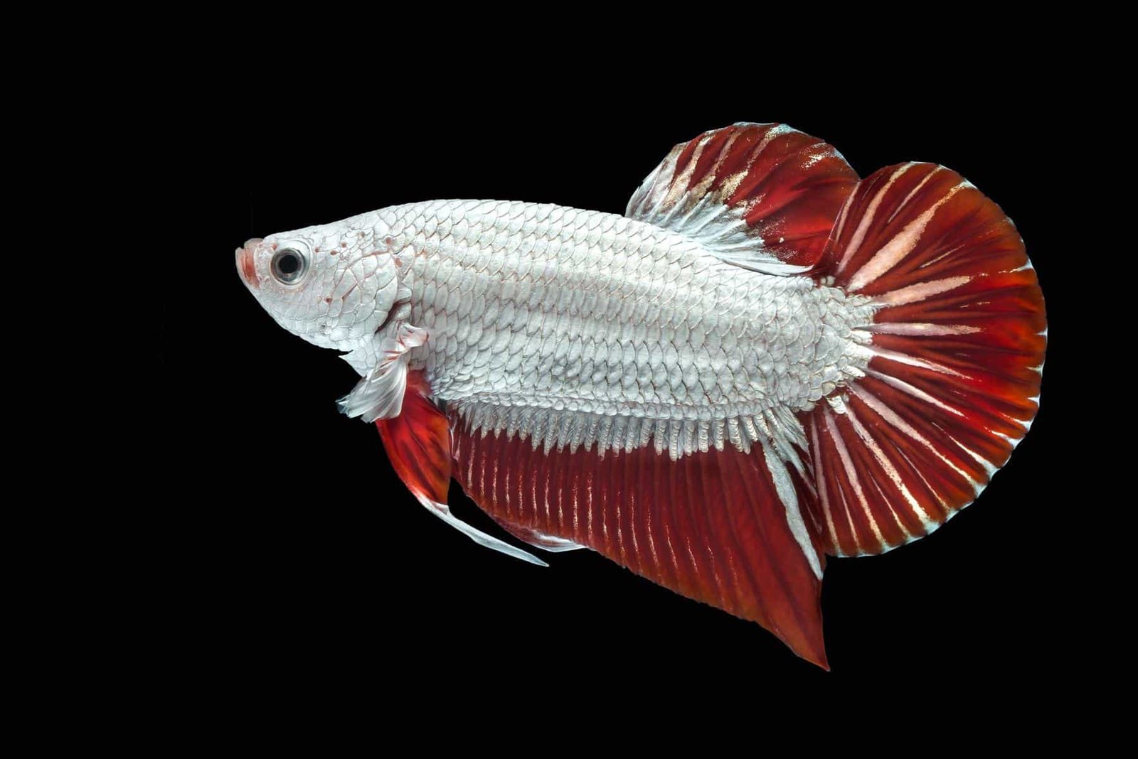 Betta Dragon Tail (Plaket)