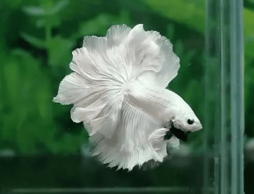 BETTA MALE PREMIUM ROSE PETAL - Image 2