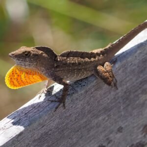 ANOLE BROWN