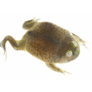 Frog Budgett