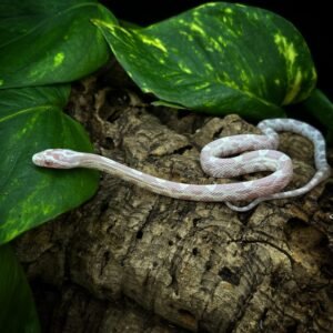 CORNSNAKE SNOW MOTLEY