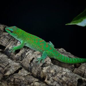 GECKO DAY CRIMSON