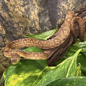 BOA COOK’S TREE- JUVENILE