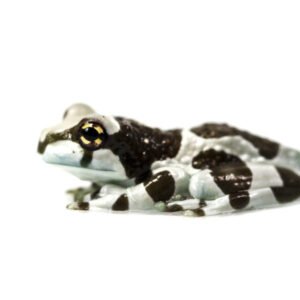 Frog Amazon Milk Tree (Phyrynohyas resinifictrix)