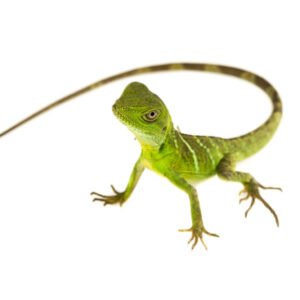 Chinese Water Dragon