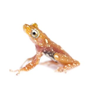 Frog Cinnamon