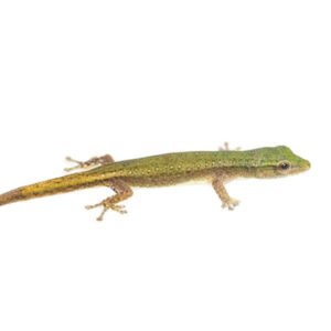 Conrad’s Dwarf Gecko