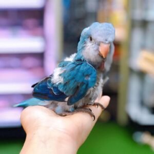 Baby Quaker Violet Blue