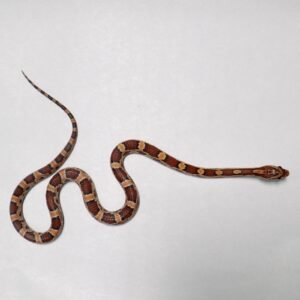 CORNSNAKE HET SCALELESS