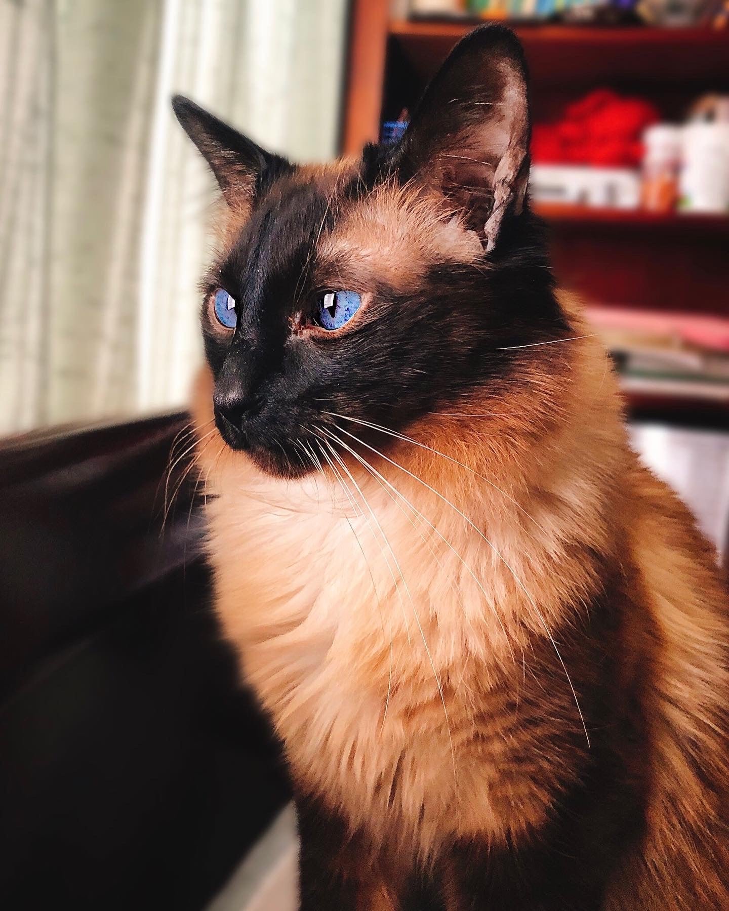 BALDOLL Balinese (Male) X Ragdoll (Female) (Local Bred) - Image 10