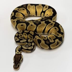 Ball Python 1.0 Pastel