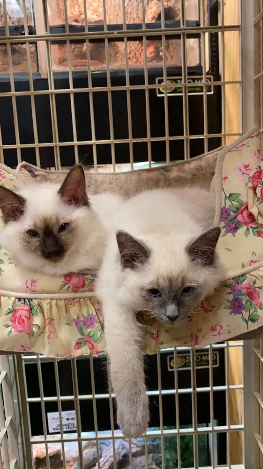 BALDOLL Balinese (Male) X Ragdoll (Female) (Local Bred) - Image 8