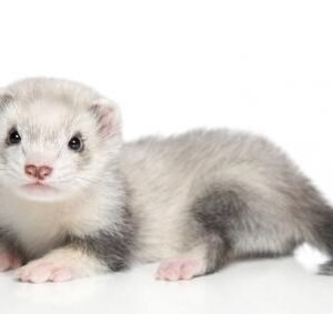 Baby Ferret (Marshall's)