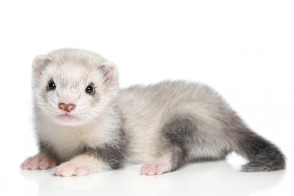 Baby Ferret (Marshall's)