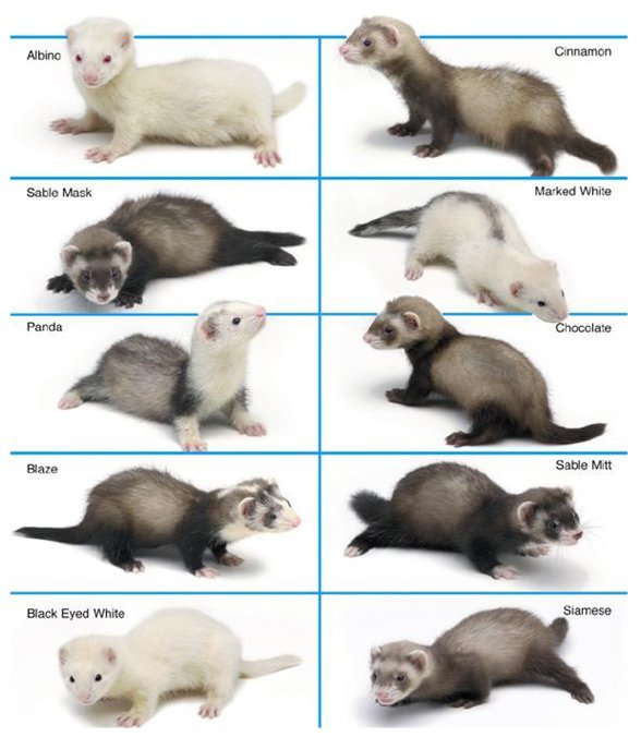 Baby Ferret (Marshall's) - Image 6