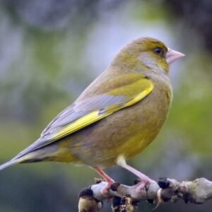 Finch European Greenfinch