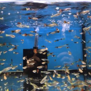 Guppy Female Assorted