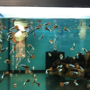 Guppy Neon Red