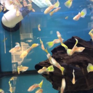 Guppy Yellow Mosaic