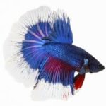 FISH HALF MOON BETTA