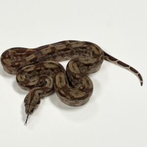 BOA HYPO CENTRAL AMERICAN