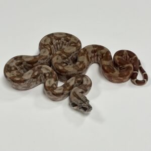 BOA HYPO MOTLEY CENTRAL AMERICAN