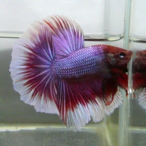 Betta Half Moon Super Delta