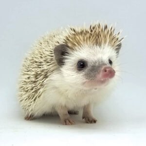 Hedgehog