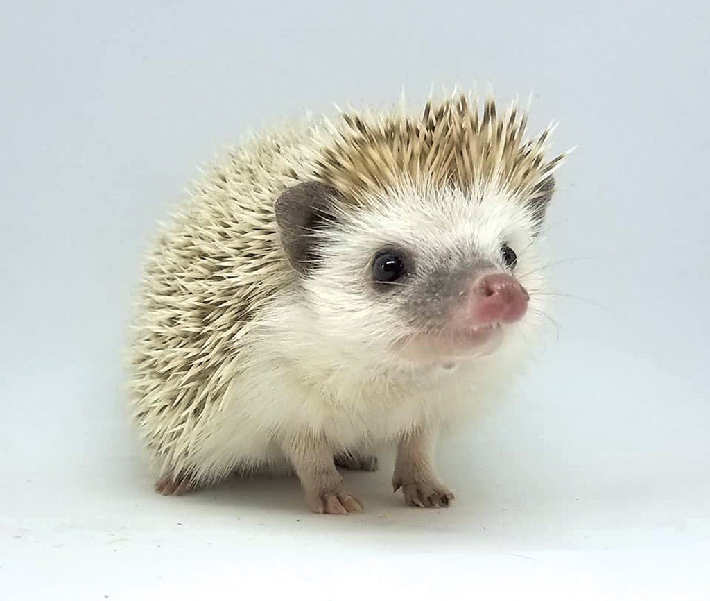 Hedgehog