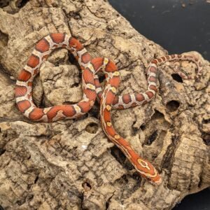 CORNSNAKE HYPO