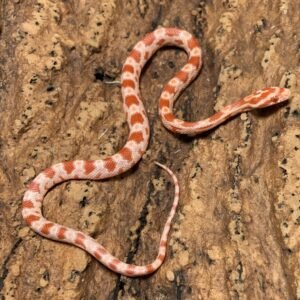 Corn Snake Amel