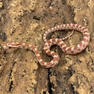 Corn Snake Hypo
