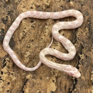 Corn Snake Snow