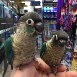 Baby Conure (Yellow Sided Turquoise Blue)