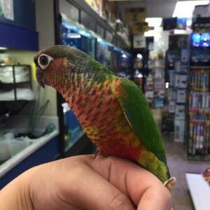 Baby Conure ( Yellow Sided)