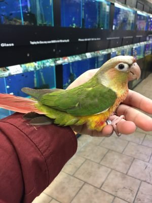Baby Conure (Pineapple) - Image 7