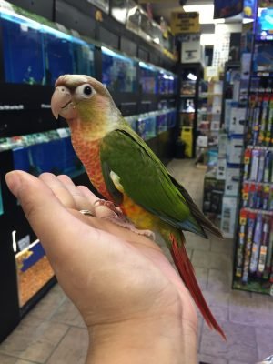 Baby Conure (Pineapple) - Image 6