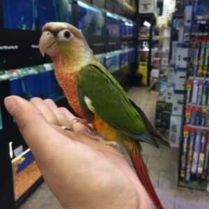 Baby Conure (Pineapple)